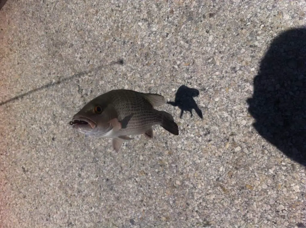 Mangrove snapper are easy and fun to catch.